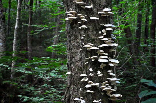 Photo shows a shell-shaped shelf fungus growing up the trunk of a living tree.