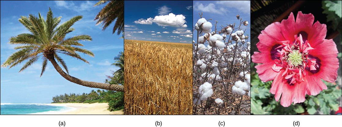 Photo A shows a palm tree on a beach. Photo B shows a field of wheat. Photo C shows white cotton balls on a cotton plant. Photo D shows a red poppy flower.