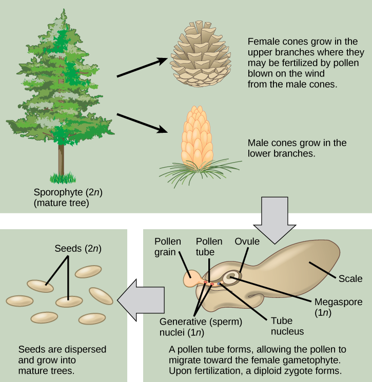 The conifer life cycle begins with a mature tree, which is called a sporophyte and is diploid 2 n. The tree produces male cones in the lower branches, and female cones in the upper branches. The male cones produce pollen grains that contain two generative, sperm, nuclei and a tube nucleus. When the pollen lands on a female scale, a pollen tube grows toward the female gametophyte, which consists of an ovule containing the megaspore. Upon fertilization, a diploid zygote forms. The resulting seeds are dispersed, and grow into a mature tree, ending the cycle.