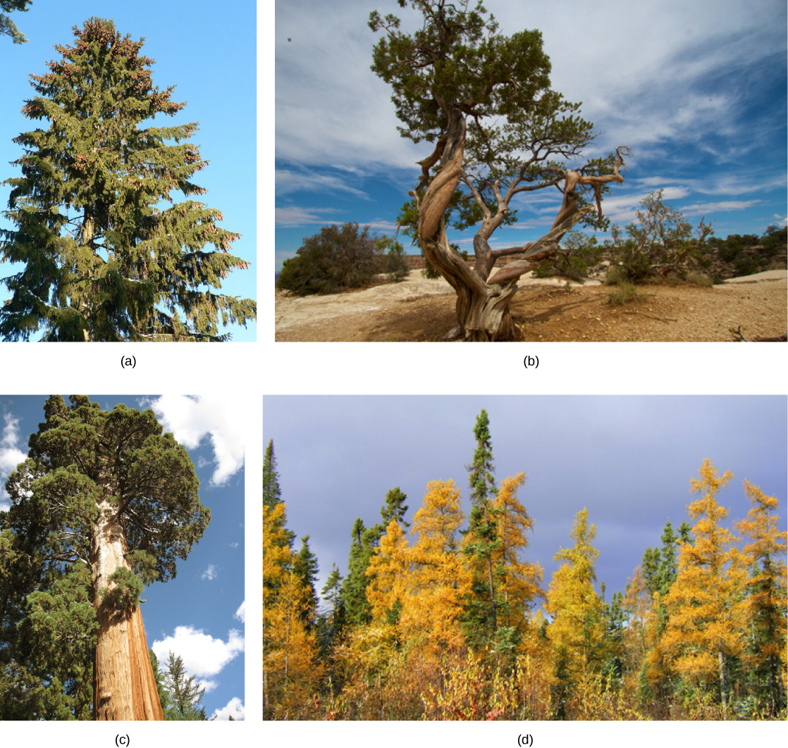 Photo A shows a tall spruce tree covered in pine cones. Photo B shows a juniper tree with a gnarled trunk. Photo C shows a sequoia with a tall, broad trunk and branches starting high up the trunk. Photo D shows a forest of tamarack with yellow needles.