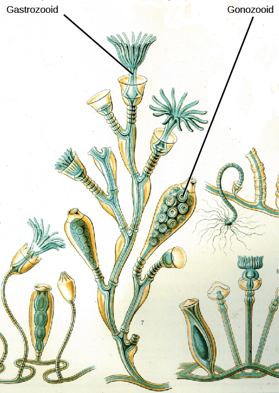 Illustration a shows Obelia geniculata, which has a body composed of branching polyps of two different types; a gastrozooid, which has strand like extensions that form in the shape of a cup; and gonozooid, which is shown as many oval shaped sphere filled with small circular elements.
