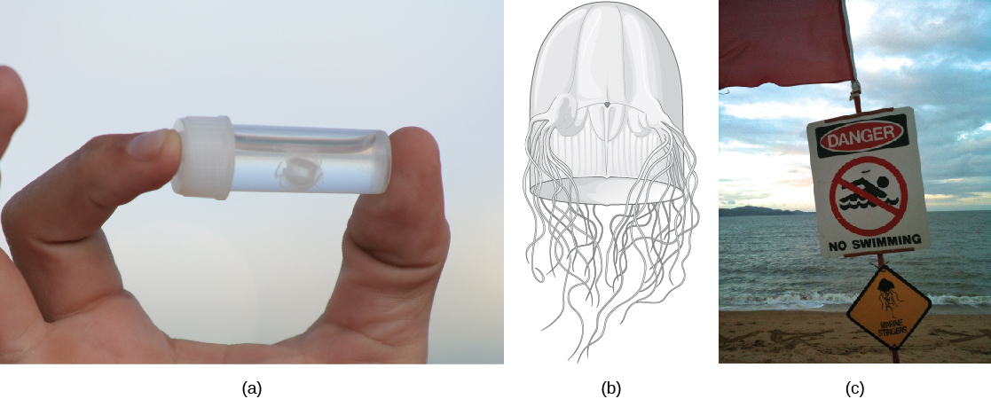 Photo A shows a person holding a small vial with a white jelly inside. The jelly is no bigger than a human fingernail. Illustration B shows a thimble-shaped jelly with two thick protrusions visible on either side. Tentacles radiate from the protrusions, and more tentacles radiate from the back. Photo C shows a sign posted on a beach beside the ocean that reads,danger, no swimming; with a picture of a jelly.