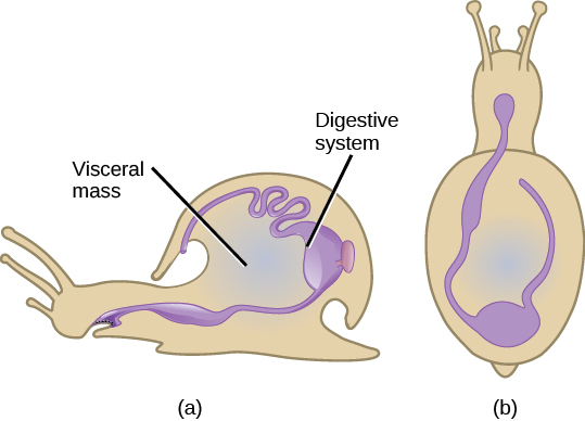 Illustration A shows a side view of a snail. The digestive system starts at the mouth, and continues to the stomach toward the back of the shell. The stomach empties into the intestines, which continue forward along the upper inside edge of the shell and end a cavity above the mouth. Illustration B shows a top view of a snail. From the mouth, the digestive tract curves toward the left, then hooks around to the right and goes back toward the front of the creature.