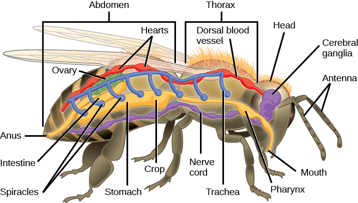 The illustration shows the anatomy of a bee. The digestive system consists of a mouth, pharynx, stomach, intestine, and anus. The respiratory system consists of spiracles, or openings, along the side of the bees body that connect to tubes that run up and join a larger dorsal tube that connects all the spiracles together. The circulatory system consists of a dorsal blood vessel that has multiple hearts along its length. The nervous system consists of cerebral ganglia in the head that connect to a ventral nerve cord.