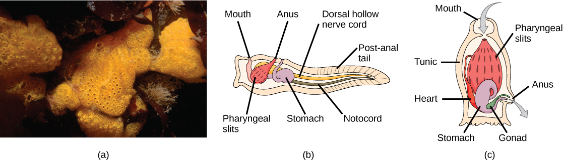 Photo A shows tunicates, which are sponge-like in appearance and have holes along the surface. Illustration B shows the tunicate larval stage, which resembles a tadpole, with a post anal tail at the narrow end. A dorsal hollow nerve cord run along the upper back, and a notochord runs beneath the nerve cord. The digestive tract starts with a mouth at the front of the animal connected to a stomach. Above the stomach is the anus. The pharyngeal slits, which are located in between the stomach and mouth, are connected to an atrial opening at the top of the body. Illustration C shows an adult tunicate, which resembles a tree stump anchored at the bottom. Water enters through a mouth at the top of the body and passes through the pharyngeal slits, where it is filtered. Water then exits through another opening at the side of the body. A heart, stomach and gonad are tucked beneath the pharyngeal slit. The outer surface is called a tunic.