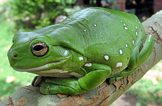 The photo shows a big, bright green frog sitting on a branch.