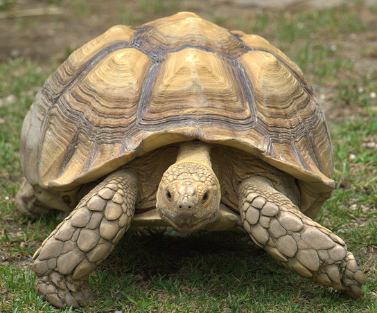 The photo shows a very large tortoise, that has a huge shell which encases its body. Its legs, neck and head protrude from the shell.