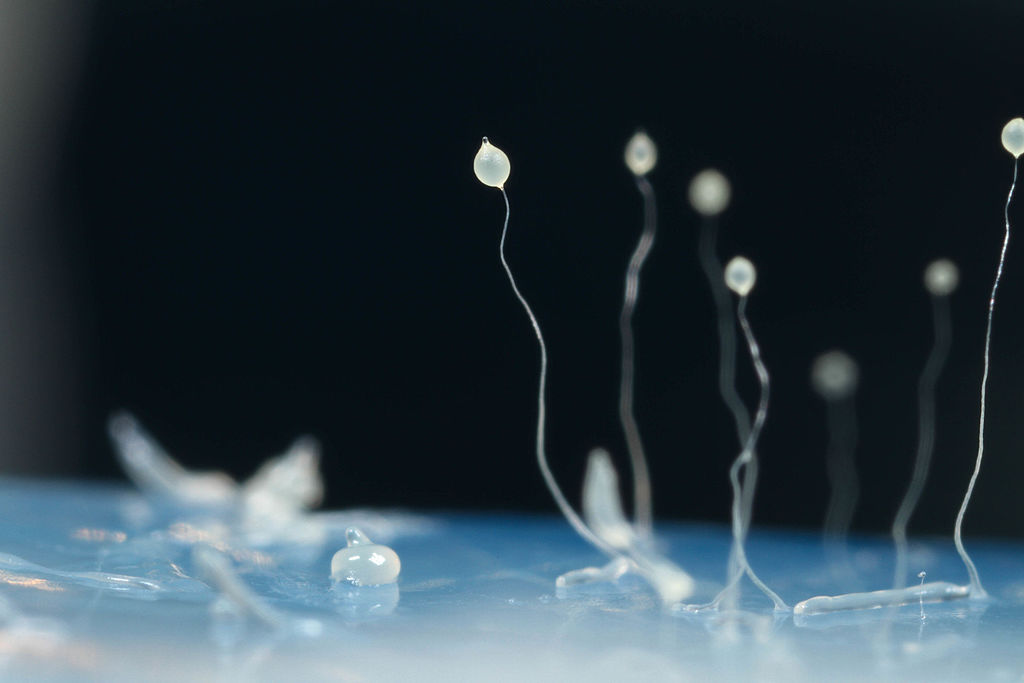 The image shows several stages in the life cycle of Dictyostelium discoideum. It appears as fibers or very thin stalks topped with circular structures