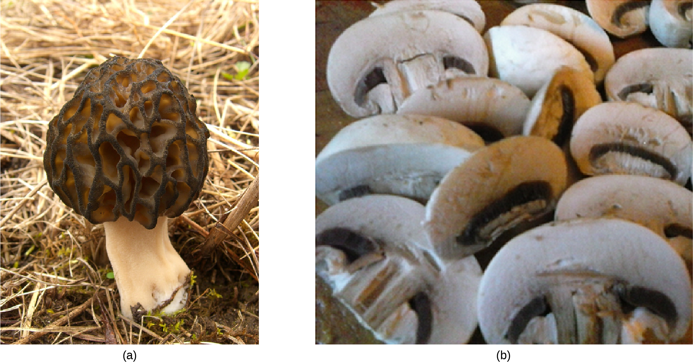 Part a Photo shows a mushroom with a convoluted black cap. Part b shows a pile of sliced mushrooms similar to ones people would see in a food store.