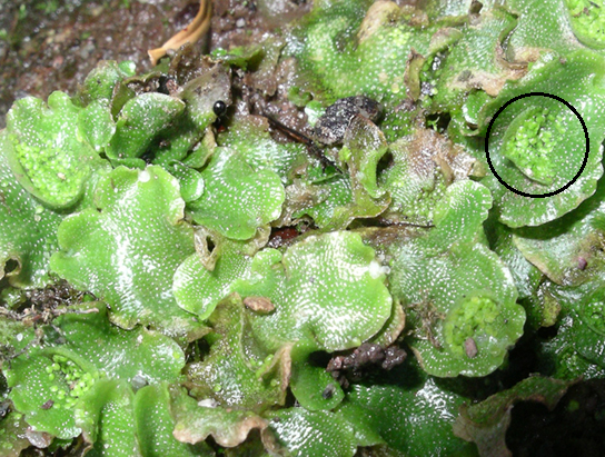 Photo shows a liverwort with lettuce-like leaves. The gemma cup, described in the paragraph and subsequent life-cycle diagram, is highlighted.