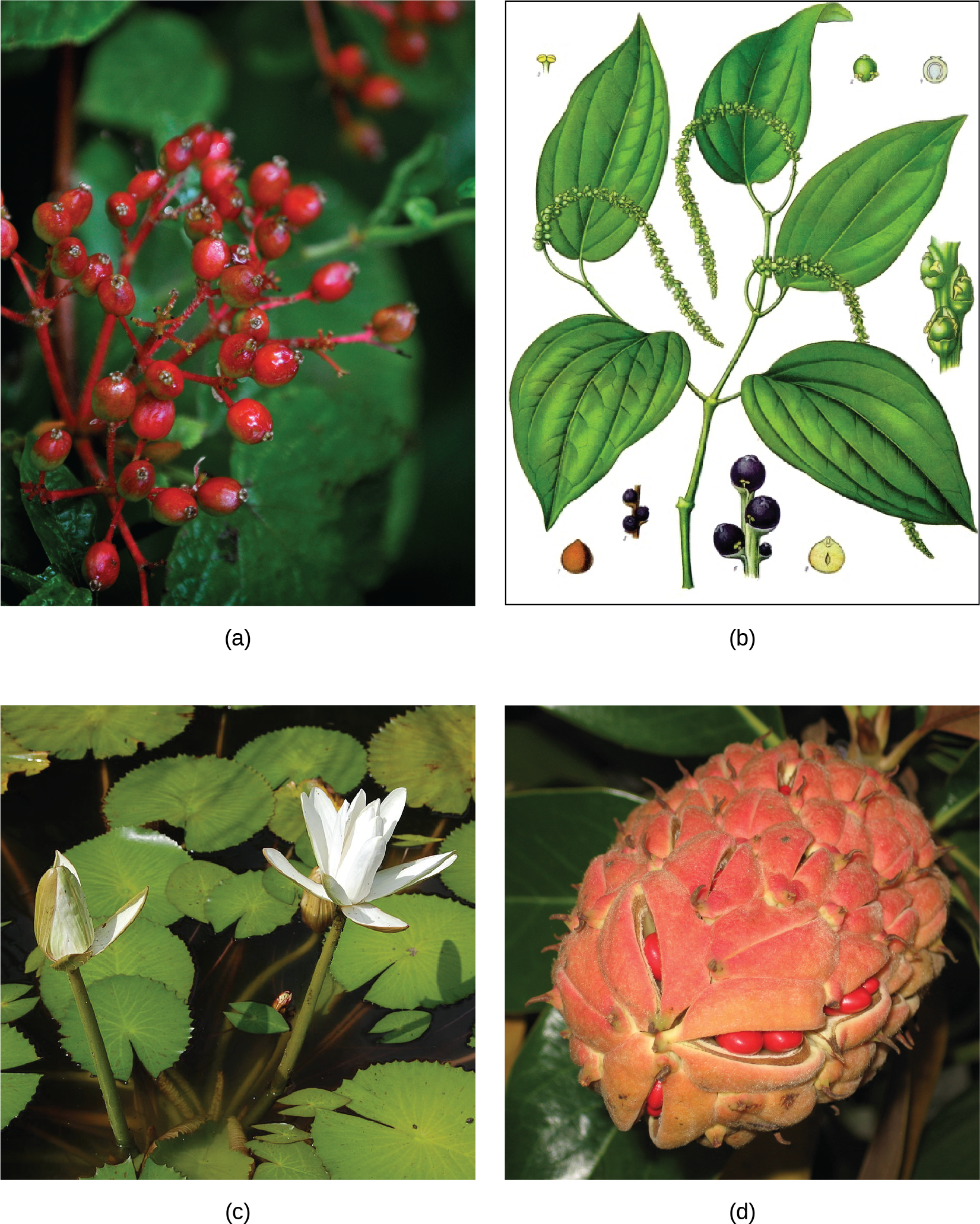 Photo A depicts a common spicebush plant with bright red berries growing at the tips of red stems. Illustration B shows a pepper plant with teardrop-shaped leaves and tiny flowers clustered on a long stem. Photo C shows lotus plants with broad, circular leaves and white flowers growing in water. Photo D shows red magnolia seeds clustered in an egg-shaped pink sac scattered with small, brown spikes.