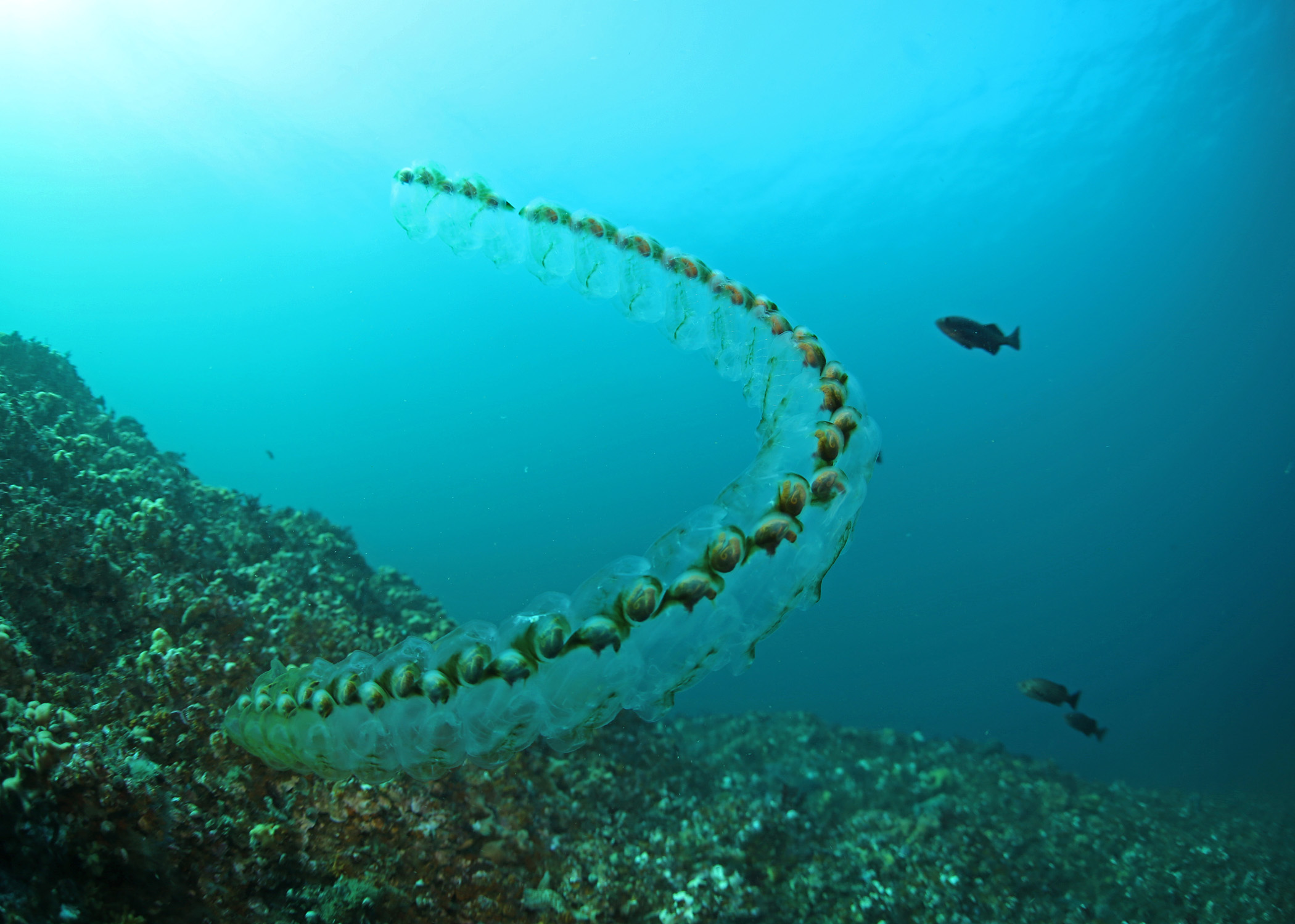 The image displays a group of salps near a coral reef. This appears as a long, globular chain, with interior sections shaped like snails.