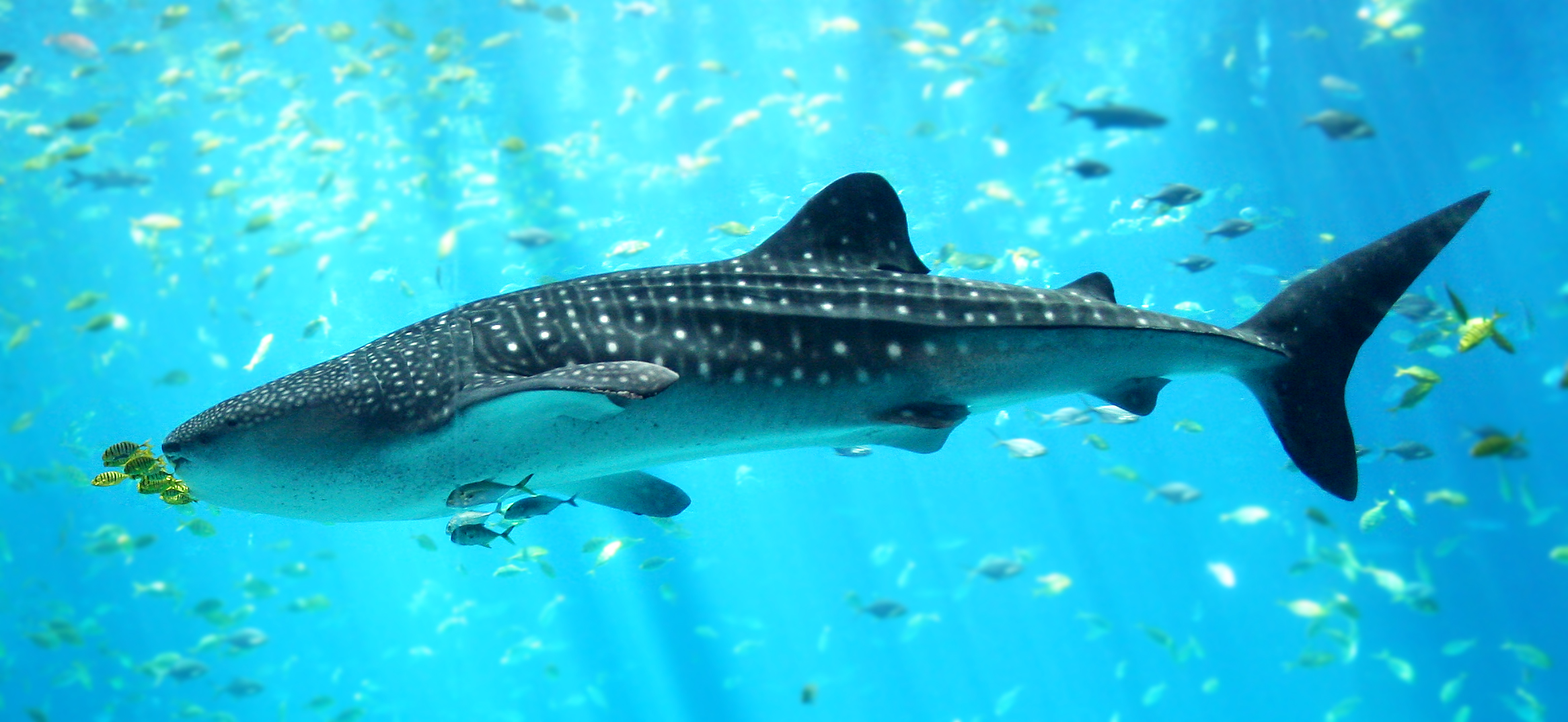 The image displays a whale shark swimming in the Georgia Aquarium.