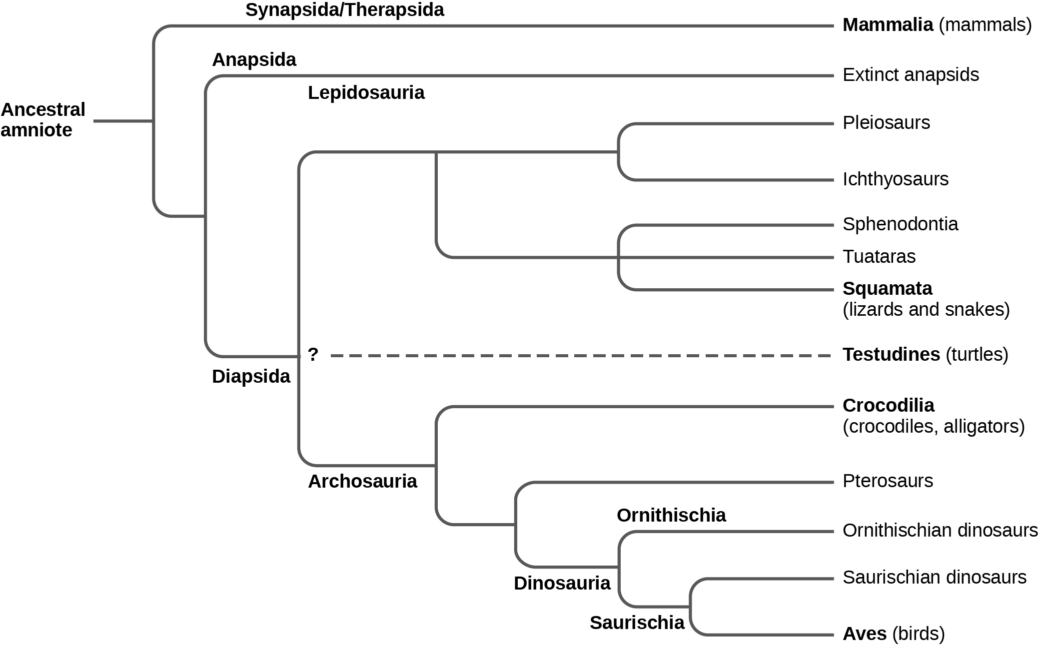 The trunk of the amniote phylogenetic tree is the ancestral amniote. Initially, the tree branches into diapsids, anapsids, and synapsids. Synapsids give rise to mammals, which are therapsids. Anapsids are all extinct. Diapsids are subdivided into two groups, lepidosaurs and archosaurs. Lepidosauria includes plesiosaurs, ichthyosaurs, Sphenodontia and Squamata, which includes lizards and snakes. Archosauria branches into Crocodilia, pterosaurs, dinosaurs, and birds.