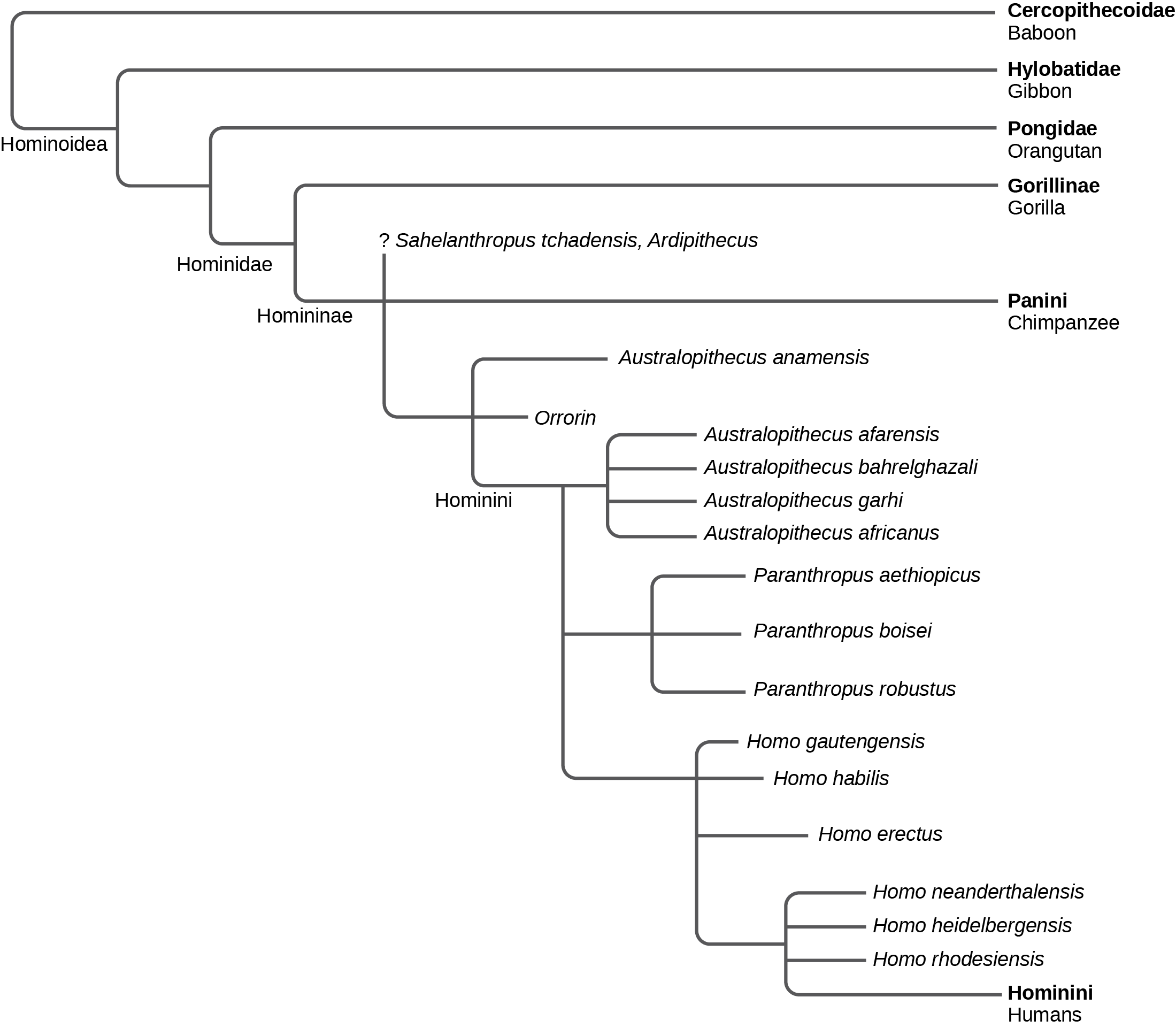 The evolutionary tree shows the relationship between humans and the great apes. All great apes, including baboons, gibbons, orangutans, gorillas, chimpanzees, humans, and human ancestors, belong in the superfamily Hominoidea. Of these great apes, all but baboons and gibbons belong in the family Hominidae. Gorillas, chimpanzees, humans, and human ancestors belong in the subfamily Homininae. Humans and their direct ancestors belong in the tribe Hominini.