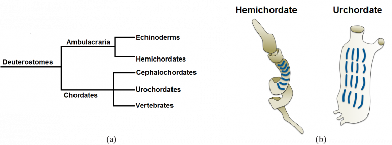 13.7 – Superphylum Deuterostomia – Biology 110 PSU Dubois