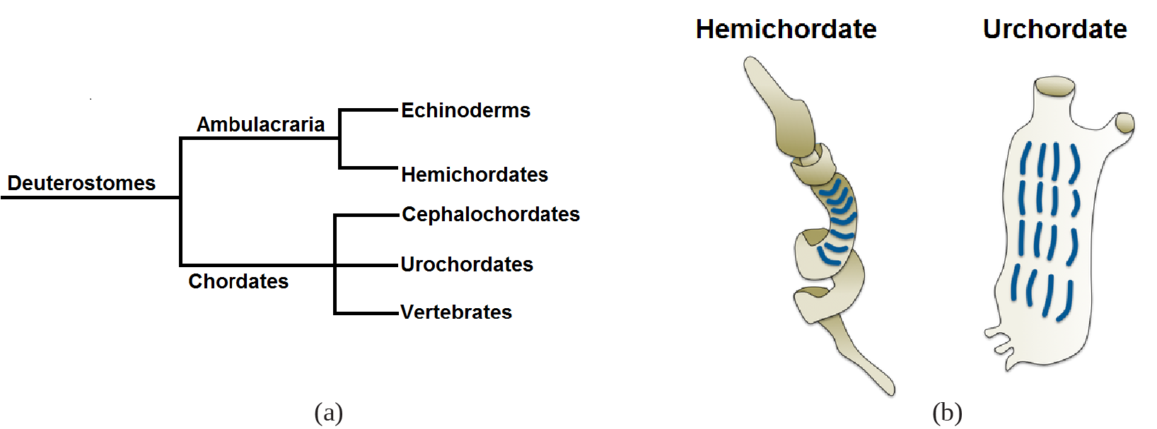 A tree diagram that starts with Deuterostomes, which then branches into two categories: Ambulacraria, and Chordates. The Ambulacraria branch, branches into another two branches: Echinoderms, and Hemichordates. The Chordates branch, branches into three additional branches: Cephalochordates, Urochordates, Vertebrates