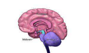 An image of the major sections of the brain