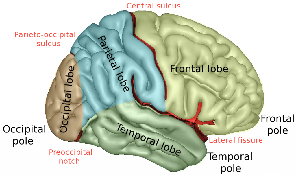 An image of a brain facing to the right. The four lobes of the cortex are labeled.