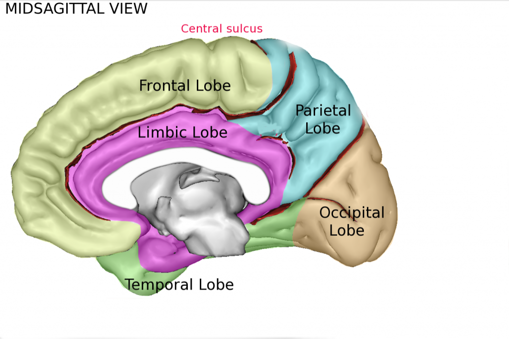 An image of a brain and the lobes, from a midsaggital view.
