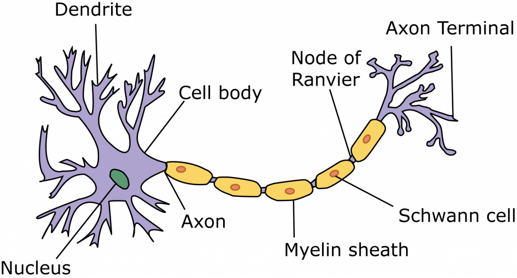 an image of a neuron