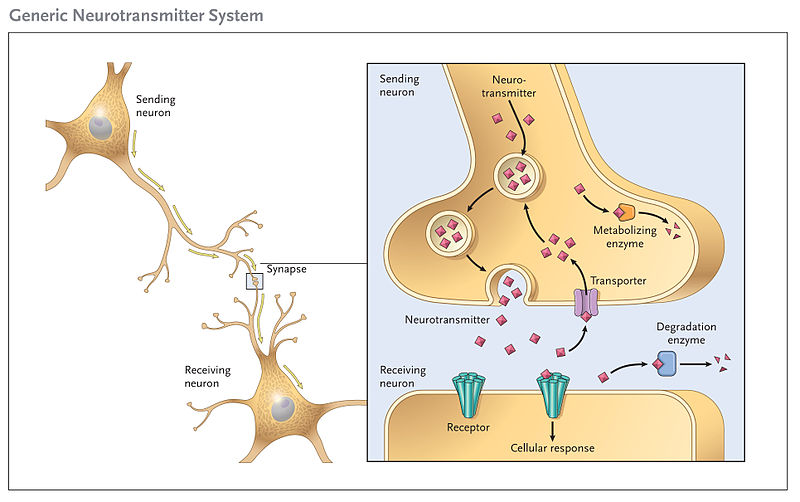 image of synapse showing relationship of sending and receiving neuron