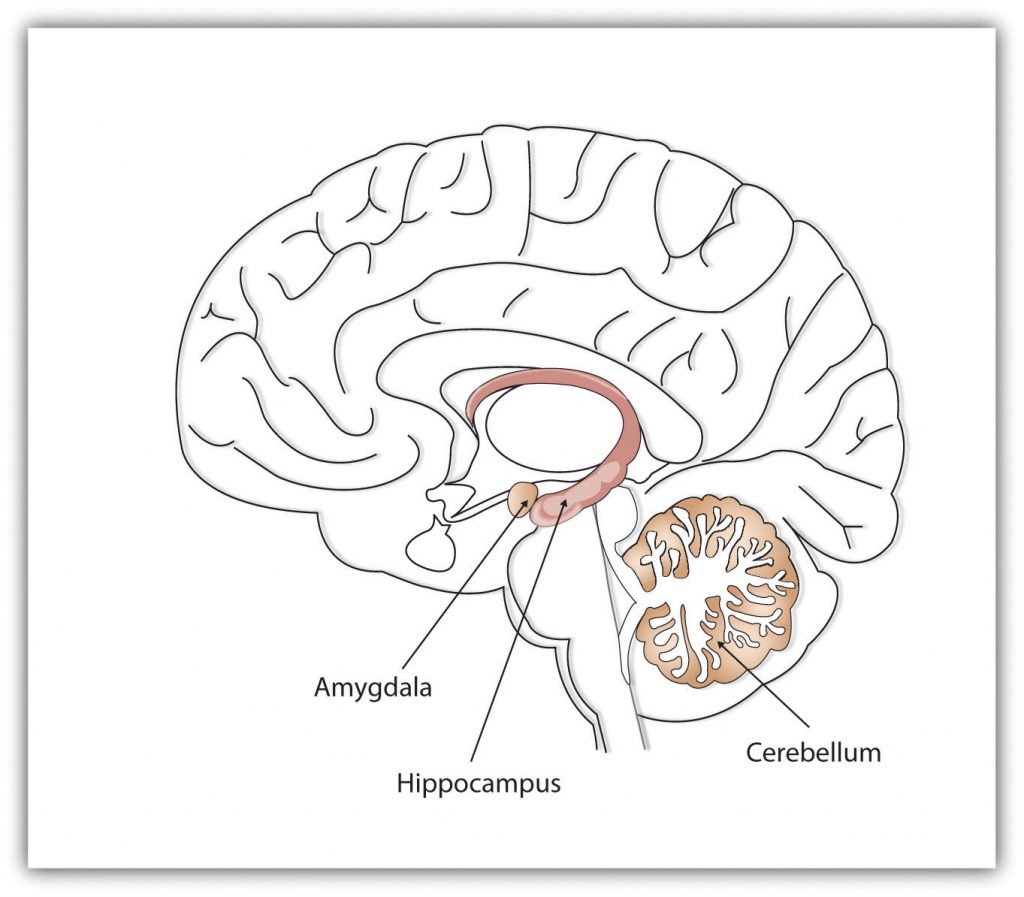 Illustration of the areas of the brain important in memory formation