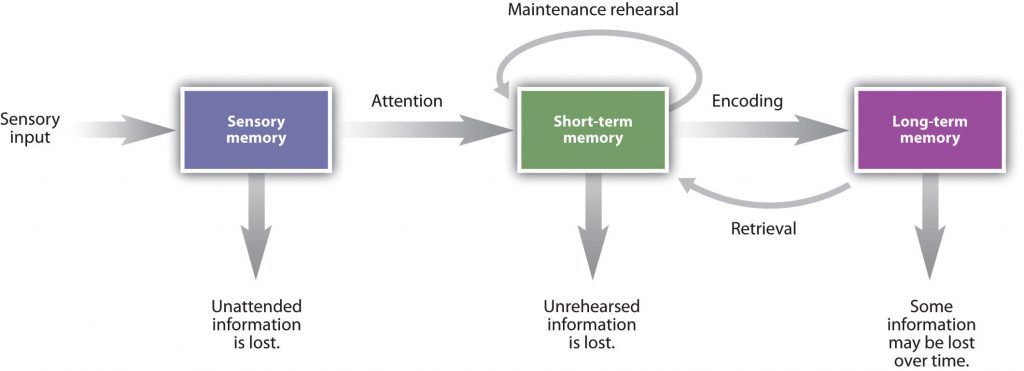 Graphic of Three Stage Model of Memory