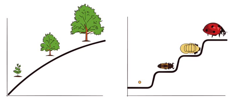 Graphic representation of continuous and discontinuous growth