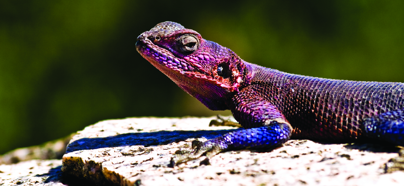 AN Agama lizard featured on the cover image for chapter 12, kinetics