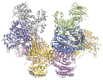 a picture of the enzyme Glucose-6-phosphate dehydrogenase