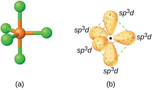Two images are shown and labeled “a” and “b.” Image a depicts a ball-and-stick model in a trigonal bipyramidal arrangement. Image b depicts the hybrid orbitals in the same arrangement and each is labeled, “s p superscript three d.”