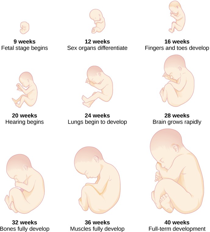 Chapter 9: Lifespan Development – Introductory Psychology (PSYCH 100)