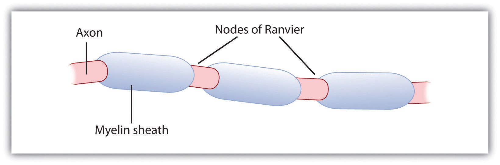 The Myelin Sheath and the Nodes of Ranvier.
