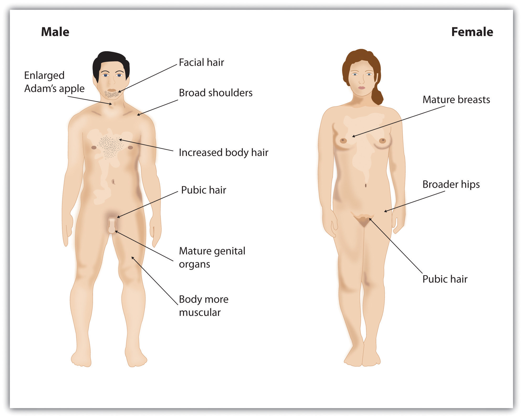 Nude man and woman with sex characteristic parts of the body labeled