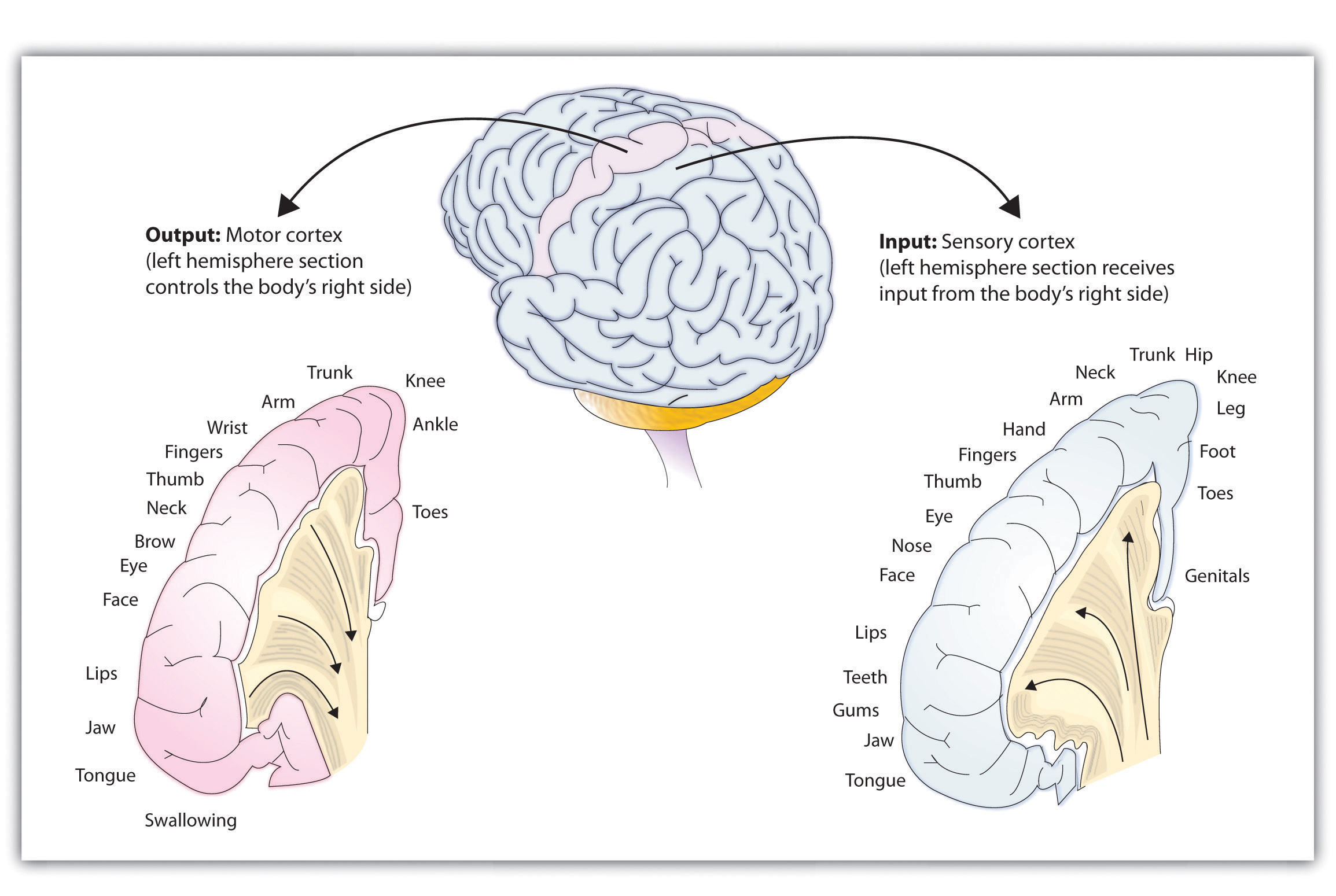 The sensory cortex and the motor cortex