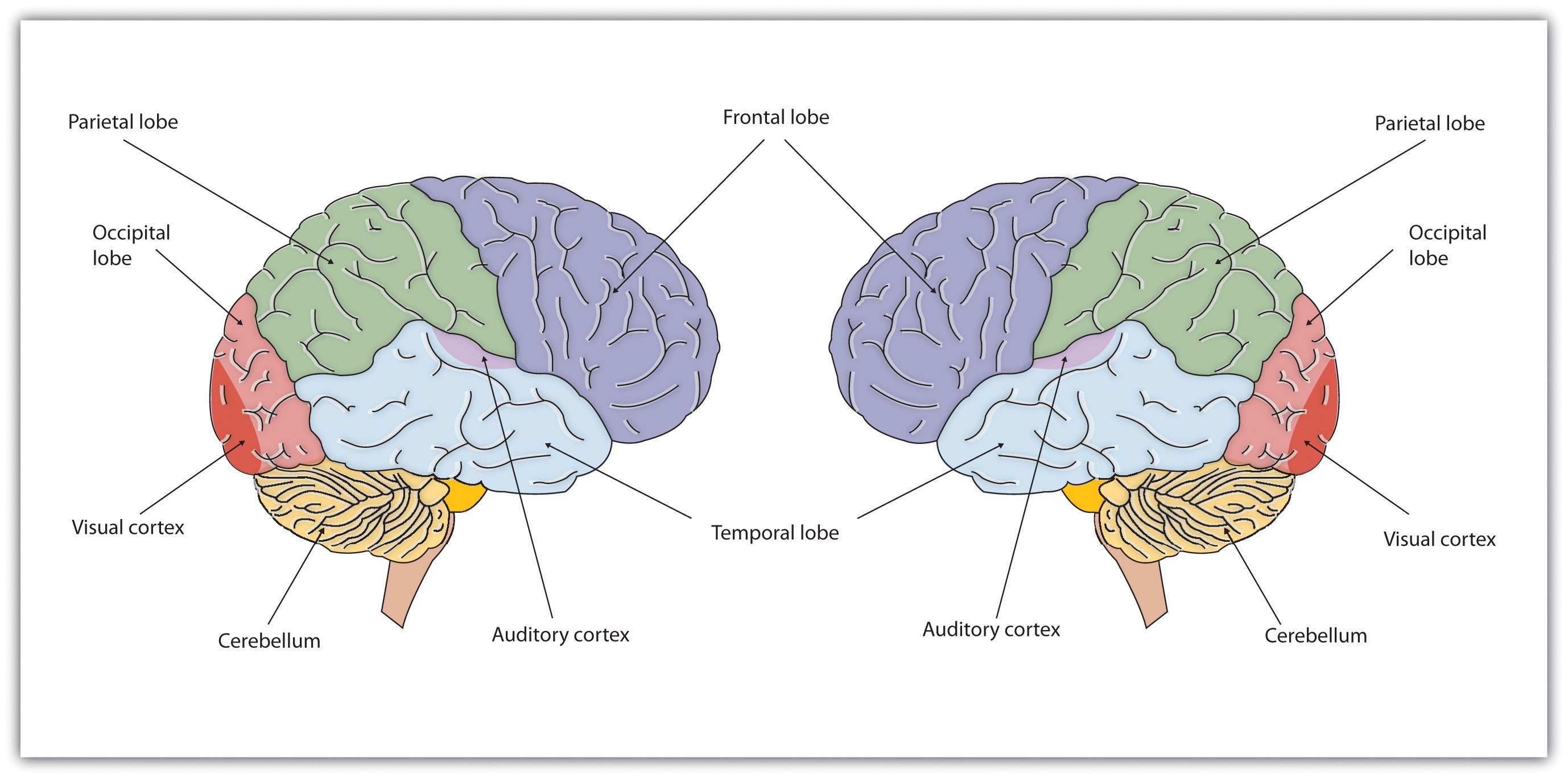 The two brain hemispheres