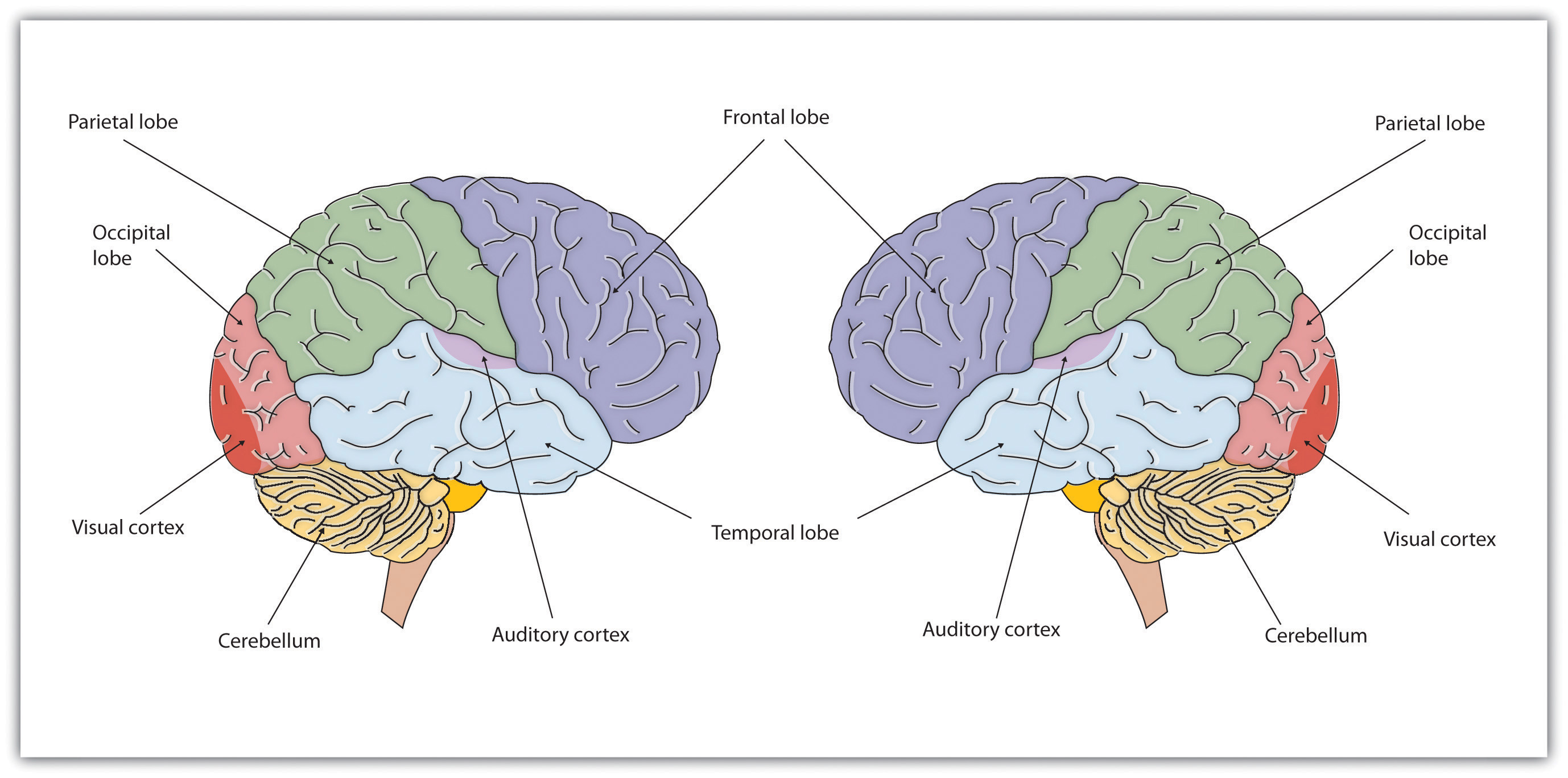 Найдите фотографию brain