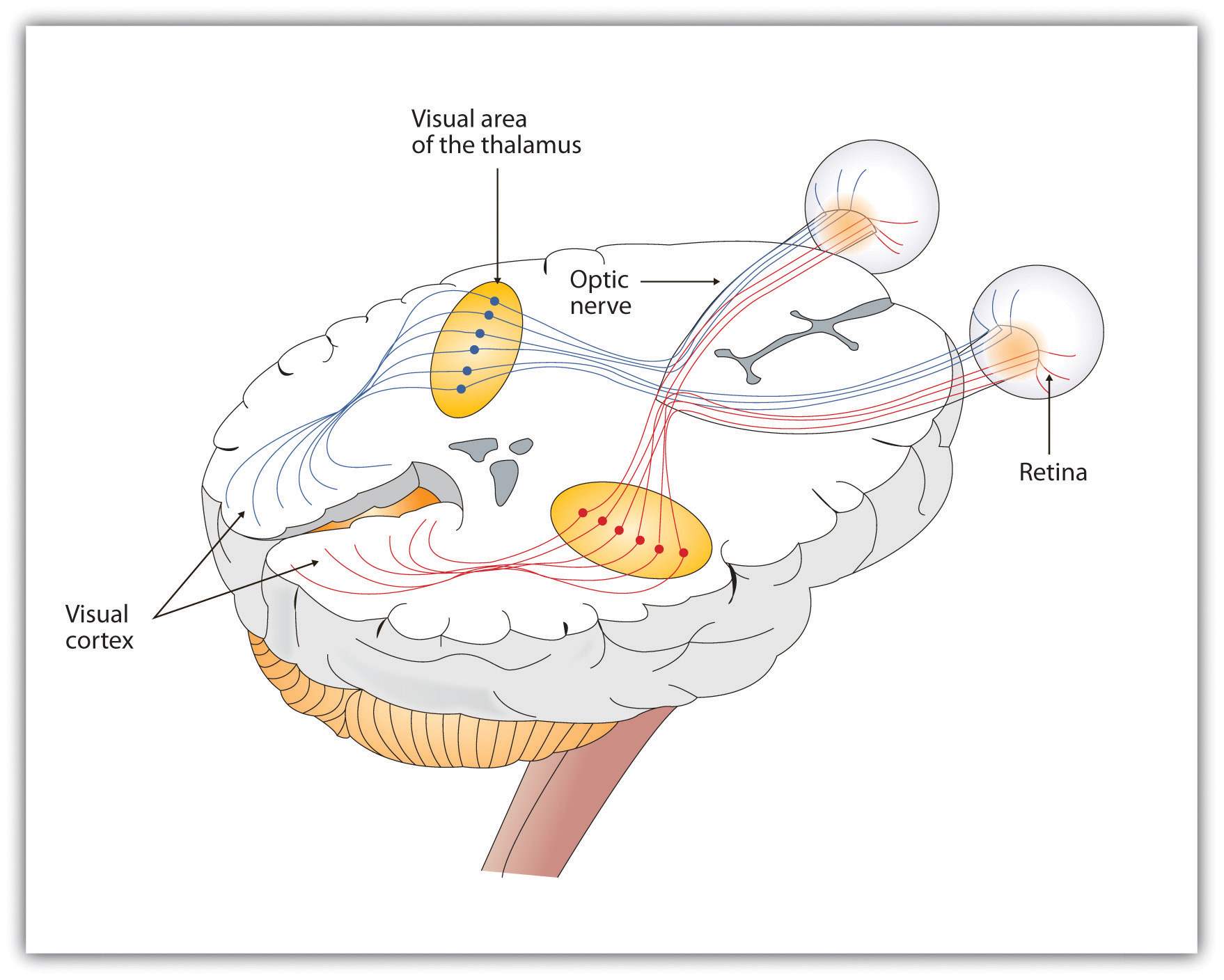 Pathway of visual images through the thalamus and into the visual cortex