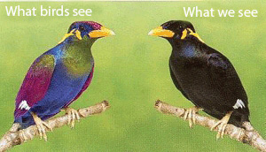 Birds can see in ultraviolet light so they are much more colorful to each other than they are to us humans
