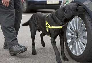 A dog sniffing for explosives by a car
