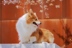 A tan and white corgi dog stands on a concrete block with an orange wall in the background.