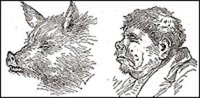 An illustration of a pig and a man with similar facial structures.