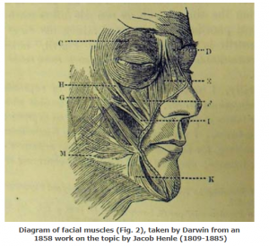 A diagramming of labeled facial muscles thought to be involved in humans' facial expressions of emotion as drawn by Darwin.