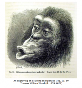 An image of a chimpanzee showing a disappointed facial expression as drawn by Darwin in 1872.