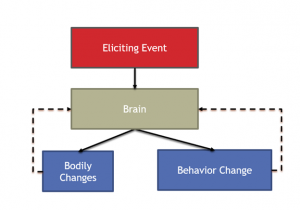 The text box "Brain" pointing down to a text box "Bodily Changes" and another text box "Behavior Changes". Both boxes have a feedback loop represented by the dotted lines pointing back to the text box "Brain". (Continue in the next figure)