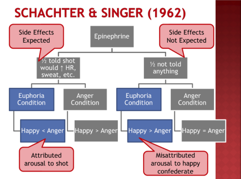 A flow chart of text boxes. The flow chart starts with Eipinephrine, which then flows to one of two options. the first option is to flow to the text box that reads: half told shot would increase heart rate, sweat, etc. This textbox also has a note that reads: side effects expected. This text box then flows to either - Euphoria conddition or Anger Condition. If Euphoria condition then, Happy < Anger, arousal attributed to shot. If Anger condition then, Happy > Anger. The second option flowing from the starting text box Epinephrine reads: hald not told anything (side effects not expected). This then flows into either euphoria condition or anger condition. if Euphoria condition, then happy > anger, arousal misattributed to happy confederate. If anger condition, then happy = anger.