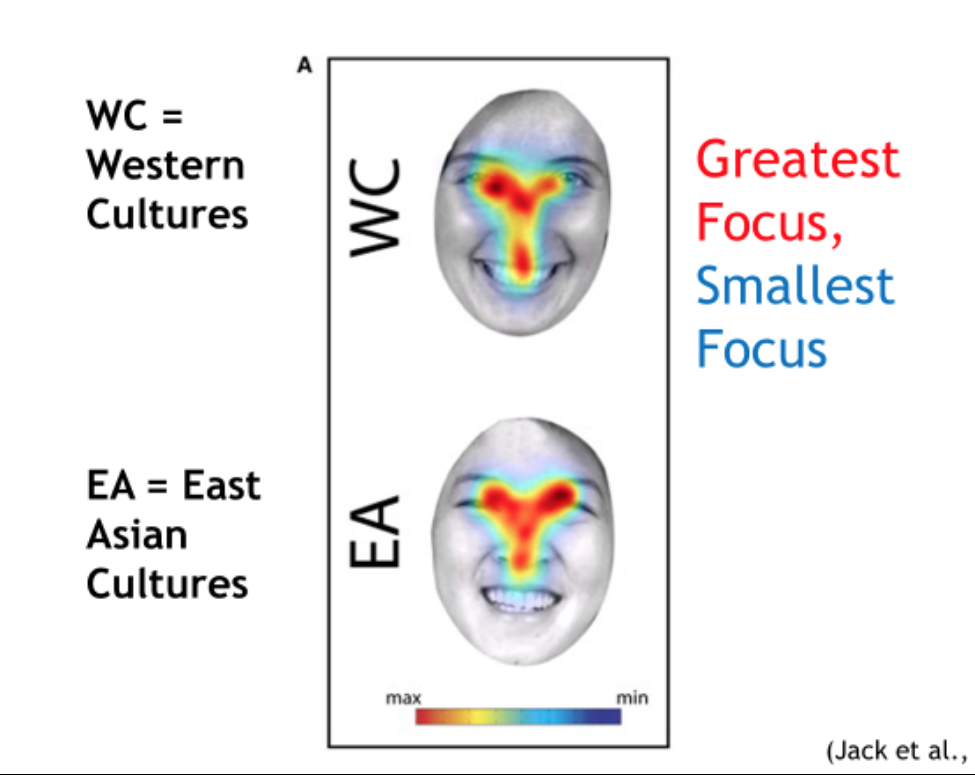 An East Asian and a Caucasian face are displayed. The two faces represent the averaged gaze patterns of both Japanese and American for the seven emotions in the study. The colored "Y" shape in the middle of each of these faces demonstrates that Japanese participants focused more on the eyes when identifying facial expressions, whereas American participants did not focus on any one particular portion of the face.
