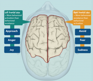 An image showing different functions of left frontal lobe and right frontal lobe.