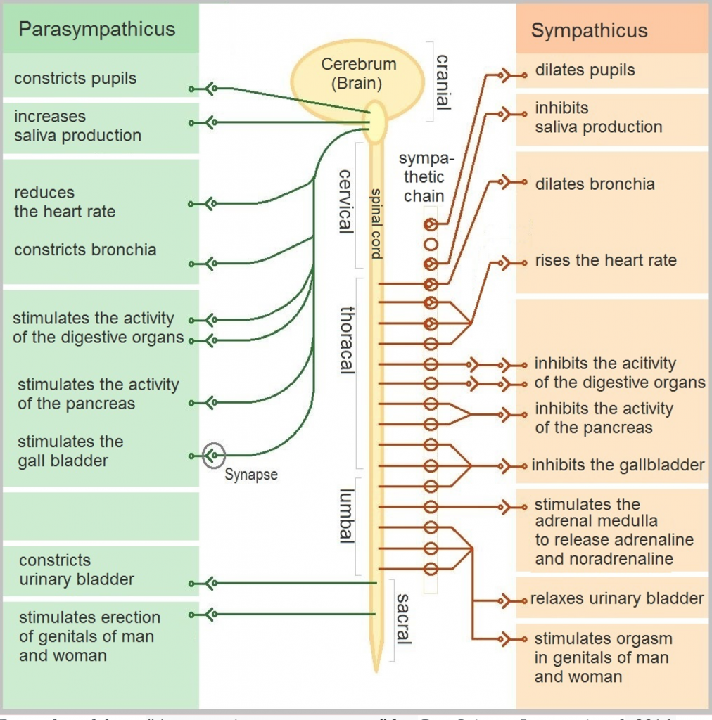 Autonomic Nervous System: Parasympathetic Nervous System (PNS) and ...